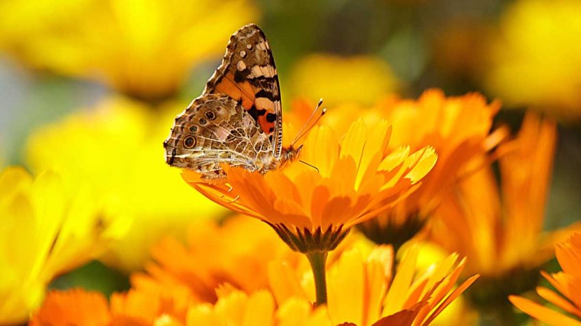  Sve šta treba da znate Afrodita dnevnoj kremi od nevena