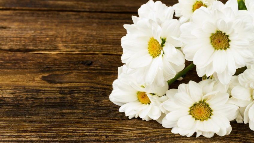  Afrodita šampon kamilica i lipa, da slaba kosa bude jaka!